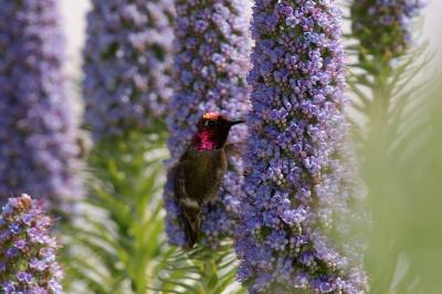 Humming Bird (Cropped)