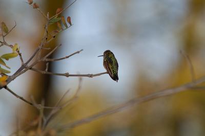 Resting Humming Bird