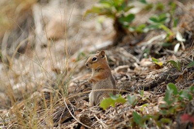 Chipmunk