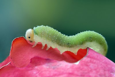 Caterpillar on a rose
