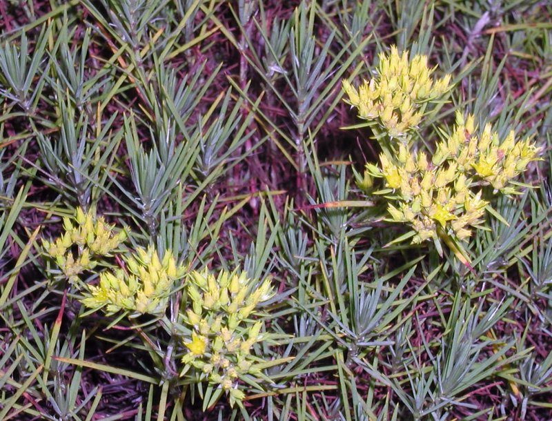 Paronychia virginica var. scoparia