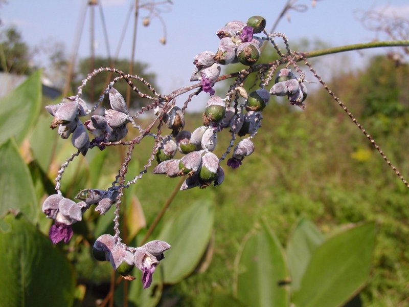 Thalia dealbata