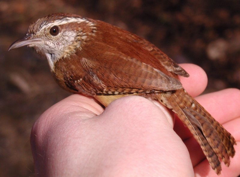 Carolina Wren