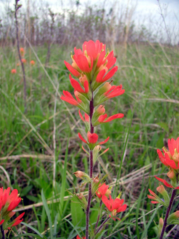 Castilleja coccinea