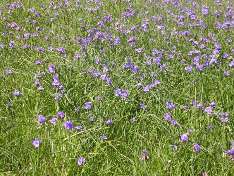 Tradescantia sp.