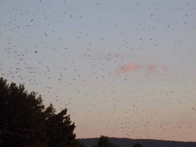 Purple Martins