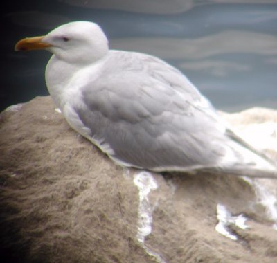 Glaucous-winged Gull