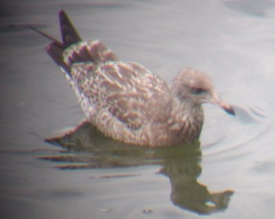 California Gull