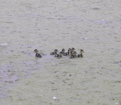 Black-bellied Whistling-Duck chicks