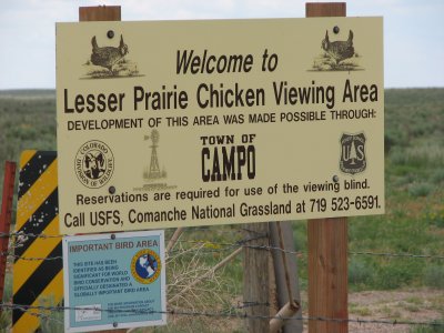 Lesser Prairie Chicken lek grounds