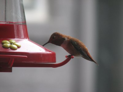 Rufous Hummingbird adult male
