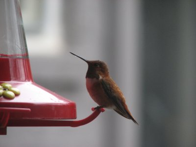 Rufous Hummingbird adult male