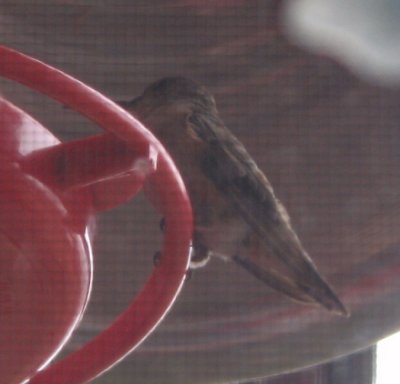 Rufous Hummingbird, juvenile female
