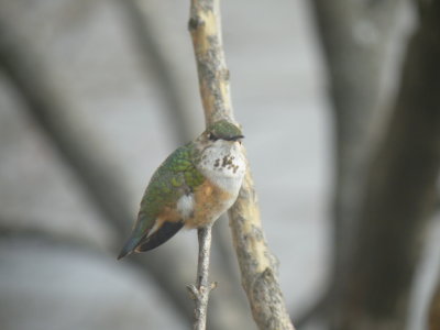 Probable Rufous Hummingbird