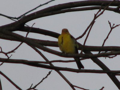 Western Tanager male