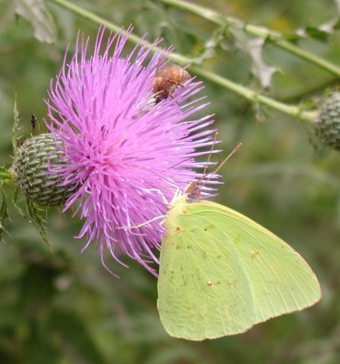 Cloudless Sulphur