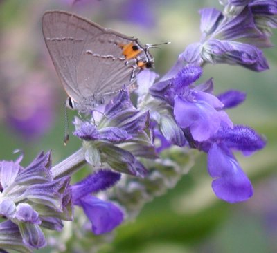 Gray Hairstreak female