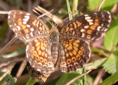 Phaon Crescent