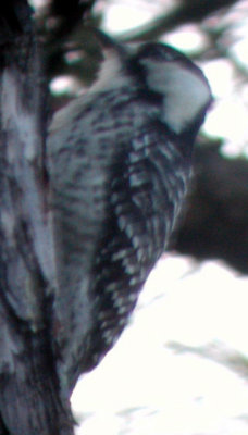 Red-cockaded Woodpecker