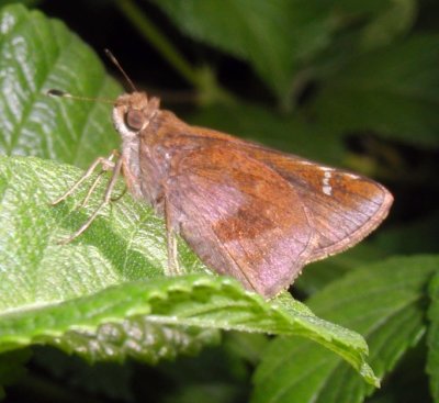 Clouded Skipper