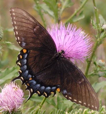 Eastern Tiger Swallowtail black female