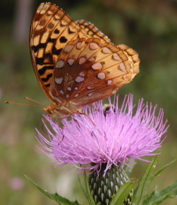 Great Spangled Fritillary