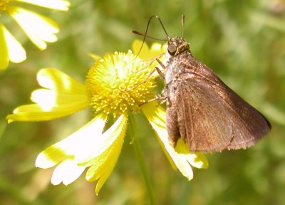 Dun Skipper