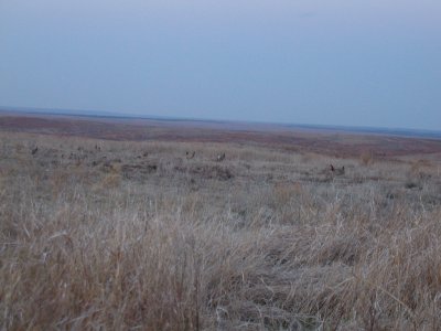 Lesser Prairie-Chickens
