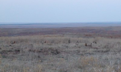 Lesser Prairie-Chickens