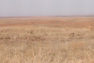 Lesser Prairie-Chickens
