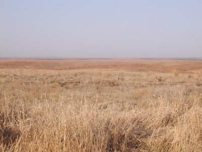 Lesser Prairie-Chickens