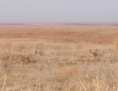 Lesser Prairie-Chickens
