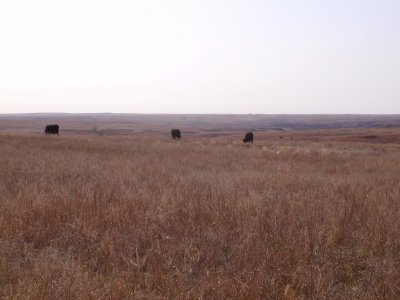 Cattle Grazing
