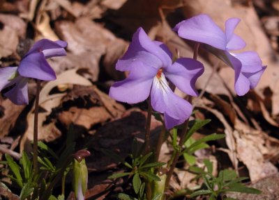 Viola pedatifida