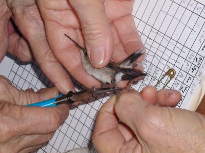 Ruby-throated Hummingbird female being banded