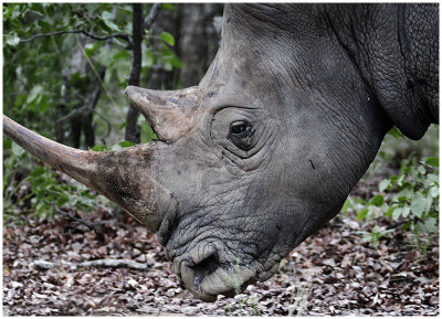 White Rhino, Matobos NP Zimbabwe