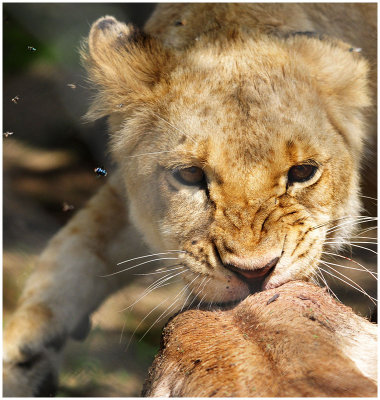 Lion cub Gweru, Zimbabwe