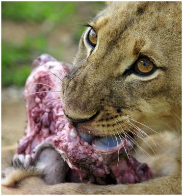 Lion cub Gweru, Zimbabwe