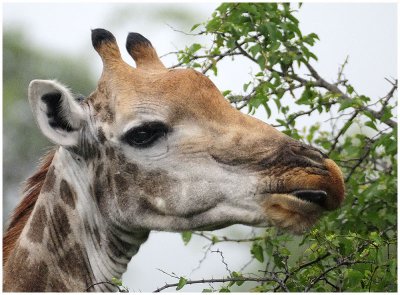 Giraffe, Kruger NP, South Africa