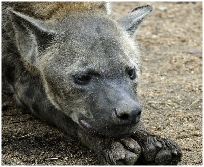 Spotted Hyena, Kruger NP, South Africa