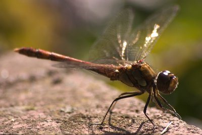 Dragon Fly. Millards back garden!