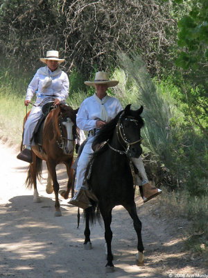 Peruvian Pasos
