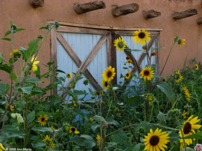 Sunflowers and adobe