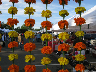 Looking at the market with marigolds