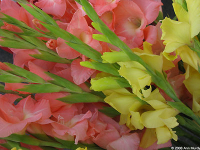 Pink and yellow gladiolus