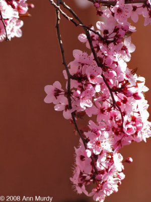Pink blossoms