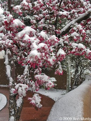Adobe and blossoms