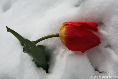 Tulip in snow