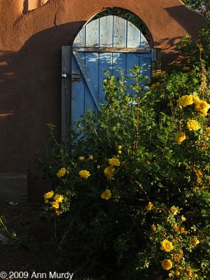Blue door & roses