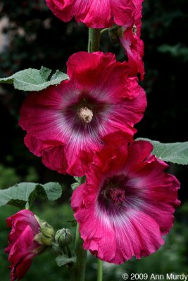 Flame colored hollyhocks